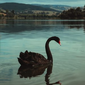 la théorie du cygne noir dans la gestion des risques
