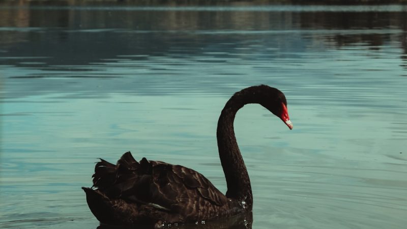 la théorie du cygne noir dans la gestion des risques